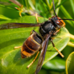 LUTTE CONTRE LE FRELON ASIATIQUE