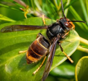 LUTTE CONTRE LE FRELON ASIATIQUE